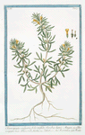 Chamæpytis vulgaris, folio trifido, floribus luteis. Aiuga, sive Chamæpytis mas Dioscorid = Ivartertica = Ivette. [Bugle small-pine]