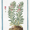 Chamæpytis vulgaris, folio trifido, flore roseo = Ivertetica muschiata = Ivette.