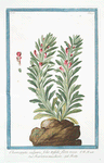 Chamæpytis vulgaris, folio trifido, flore roseo = Ivertetica muschiata = Ivette.