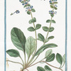 Bugula = Consolida media pratensis coerulea = Consolida minore = Bugle.