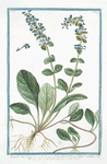 Bugula = Consolida media pratensis coerulea = Consolida minore = Bugle.
