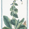 Bugula Orientalis, longifolia, villosa, flore majore intense coeruleo = Consolida pelosa = Bugle.
