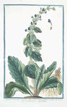 Bugula Orientalis, longifolia, villosa, flore majore intense coeruleo = Consolida pelosa = Bugle.