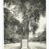 Washington elm, Cambridge.