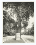 Washington elm, Cambridge.