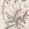 Dandelion.