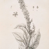 Mullein, hig taper.
