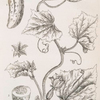 Garden cucumber.