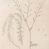 Shepherd's purse.
