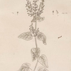 Wood sage.