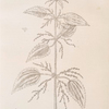 Stinging nettle.