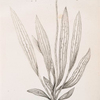 Narrow leaved plantain, ribwort.