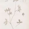 Purple trefoil, clover grass.