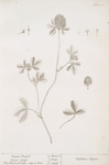 Purple trefoil, clover grass.