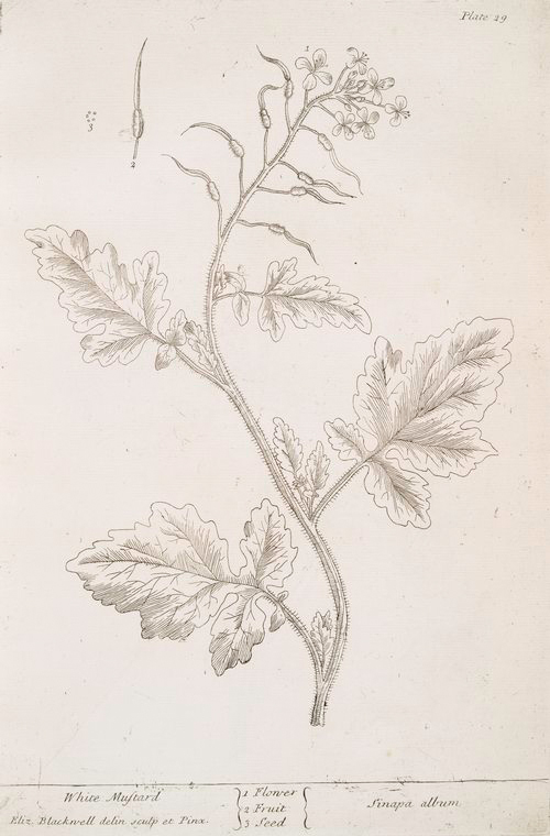 White mustard. - NYPL Digital Collections