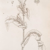 Prickly sow thistle. Sonchus asper.