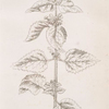 White archangel, dead nettle.