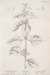 White archangel, dead nettle.