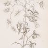 Great bindweed.