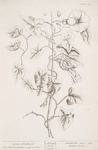 Great bindweed.
