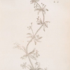 Uivers, goose grass.