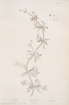 Uivers, goose grass.