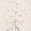 Vervain.