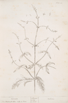 Vervain.