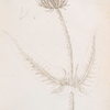 Wild teasel.