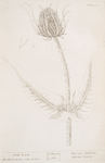 Wild teasel.