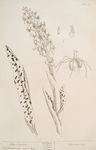 Male satyrion.