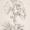 Hollyhocks.