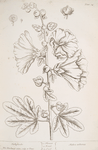 Hollyhocks.