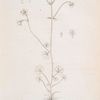 White saxifrage.
