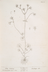 White saxifrage.