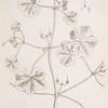 Doves foot, crane's bill.