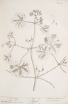 Doves foot, crane's bill.