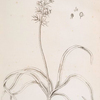 Hyacinth or Hare bells.