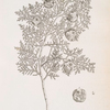 The male cypress tree.