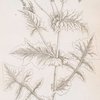 Smooth sow-thistle.