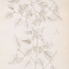 Buckthorn.
