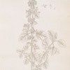 Black or stinking horehound.