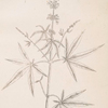 Agnus castus, or the chaste tree.