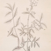 Privet, or prim print.