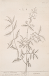 Privet, or prim print.
