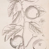 The apple tree or pearmain.