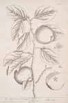 The apple tree or pearmain.