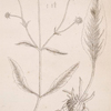 Devil's bit, or smooth succisa.