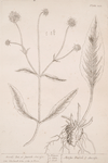 Devil's bit, or smooth succisa.