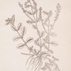 Male speedwell.